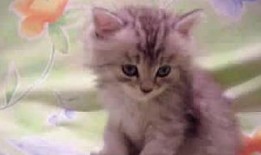 可爱小猫视频,跟随可爱小猫的欢快舞步